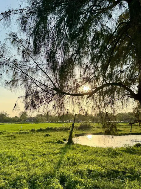 Los arrozales junto a una charca al caer la tarde, tras las ramas de una casuarina